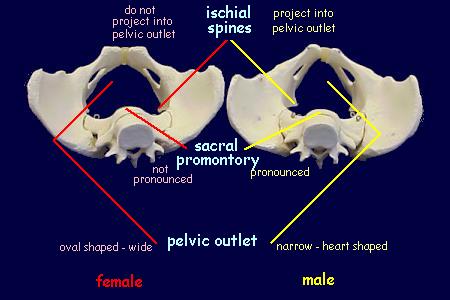 pelvis1